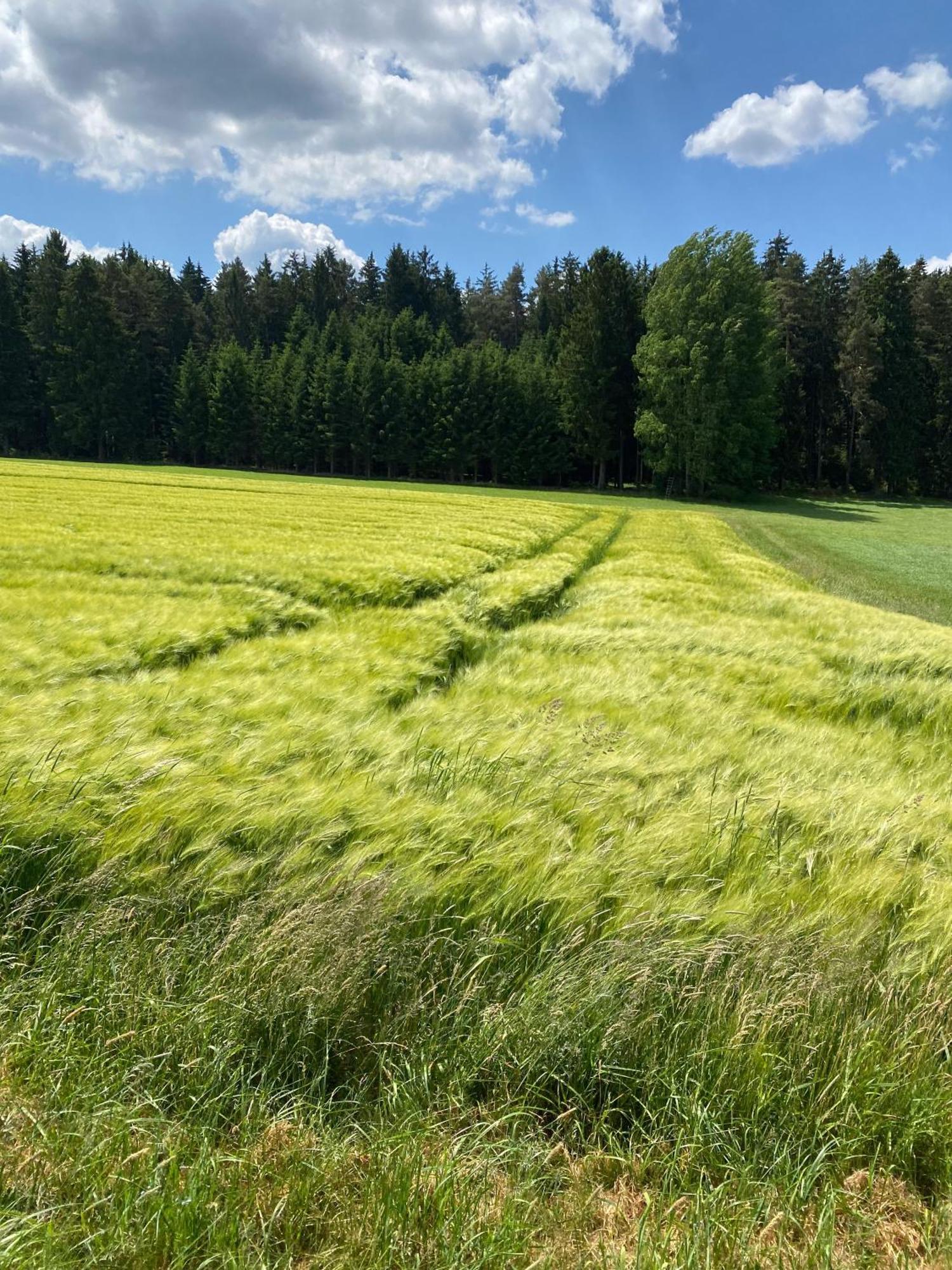 Ferienwohnung Haus mit Geschichte in Mähring Exterior foto